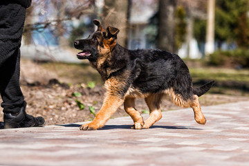German shepherd puppy in training with dog trainer instructor