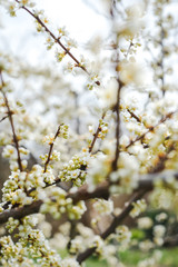 Spring trees with blossom flowers. Beautiful background. Blooming tree at sunny spring day. Spring flowers. Abstract blurred background. Springtime