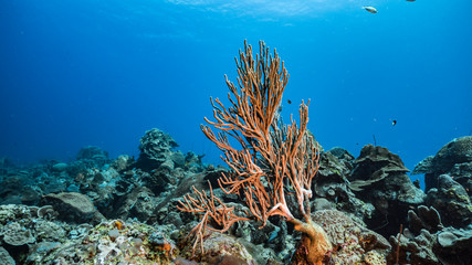 Seascape in shallow water of coral reef in Caribbean Sea / Curacao with fish, coral and sponge