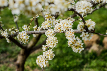 Spring trees with blossom flowers. Beautiful background. Blooming tree at sunny spring day. Spring flowers. Abstract blurred background. Springtime