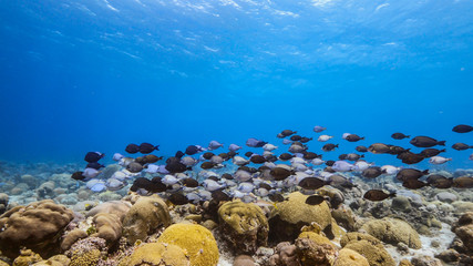 Seascape in turquoise water of coral reef in the Caribbean Sea around Curacao with Ocean Surgeonfish, Blue Tang, Doctorfish and coral and sponge