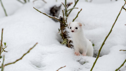 least weasel