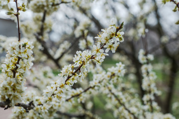 Spring trees with blossom flowers. Beautiful background. Blooming tree at sunny spring day. Spring flowers. Abstract blurred background. Springtime