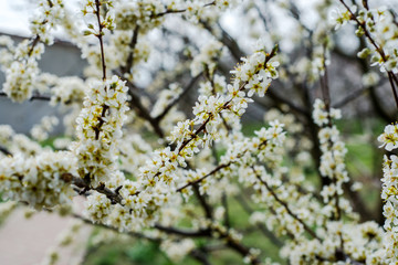Spring trees with blossom flowers. Beautiful background. Blooming tree at sunny spring day. Spring flowers. Abstract blurred background. Springtime