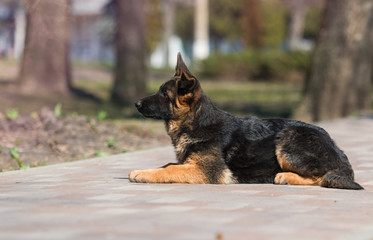 German shepherd puppy in training with dog trainer instructor