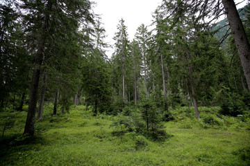 Fototapeta na wymiar Alpine Forest, Wald