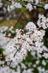 Beautiful background with blooming tree. Spring flowers on the tree. Enjoying nature and springtime