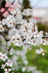 Beautiful background with blooming tree. Spring flowers on the tree. Enjoying nature and springtime