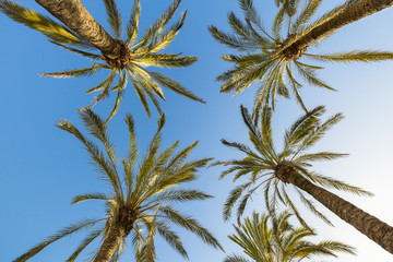 Palm trees with a blue sky. View from below.