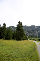 Alpine Forest, Wald