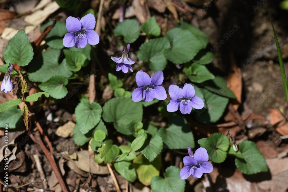 Poster Violet / Wildflower that blooms on the roadside in spring.