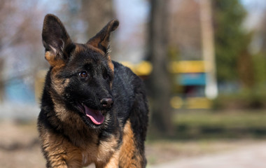 German shepherd puppy training outdoors