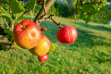 Organic apples on branch. Summer fruits.