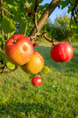 Organic apples on branch. Summer fruits.