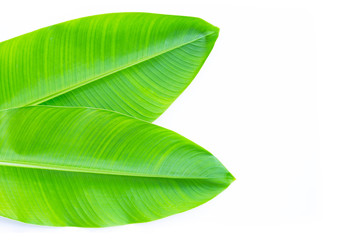 Heliconia leaves on white background.