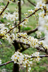 Beautiful background with blooming tree. Spring flowers on the tree. Enjoying nature and springtime