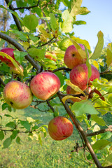 Organic apples on branch. Summer fruits.