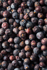 Raw Purple Organic Juniper Berries
