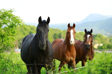 Fototapeta na wymiar beautiful curious horses looking from pasture 