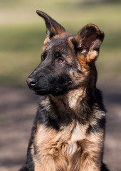 German shepherd puppy training outdoors