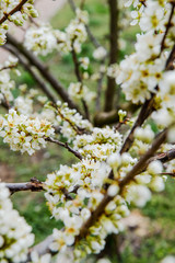 Beautiful background with blooming tree. Spring flowers on the tree. Enjoying nature and springtime