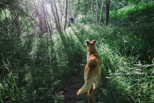 Big orange dog looks his human in a forest