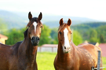 Fototapeta premium beautiful curious horses looking from pasture 