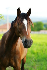 Obraz premium curious brown horse looking from fence with pasture on background