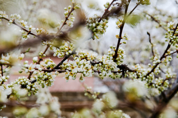 Beautiful background with blooming tree. Spring flowers on the tree. Enjoying nature and springtime
