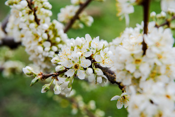 Beautiful background with blooming tree. Spring flowers on the tree. Enjoying nature and springtime