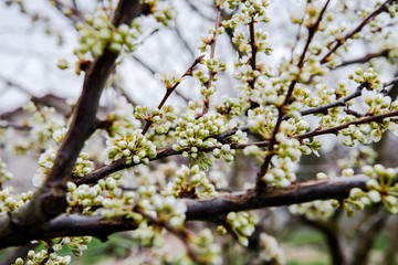 Beautiful background with blooming tree. Spring flowers on the tree. Enjoying nature and springtime
