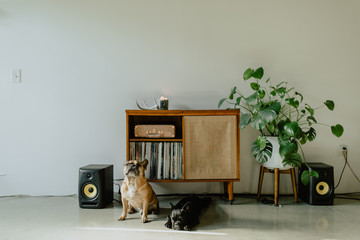 French Bulldogs at home