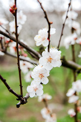 Beautiful background with blooming tree. Spring flowers on the tree. Enjoying nature and springtime