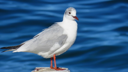 Fototapeta premium Seagull on beach in front of the adria in croatia dalmatia