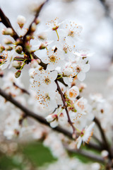 Beautiful background with blooming tree. Spring flowers on the tree. Enjoying nature and springtime