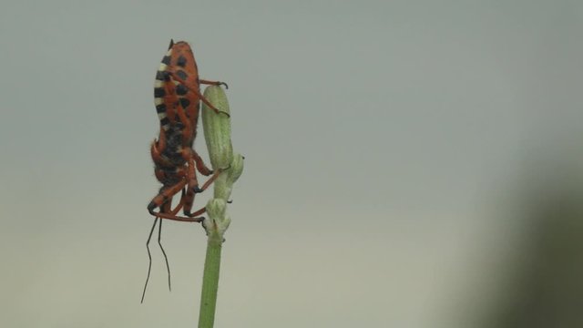 Western corsair, scientific name Rasahus thoracicus, Triatoma is a genus of assassin bug, two spotted corsairs, Rasahus biguttatus,  sits on plant and staggers in strong wind. Macro view in wildlife
