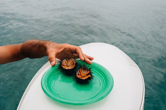 Two sea urchins