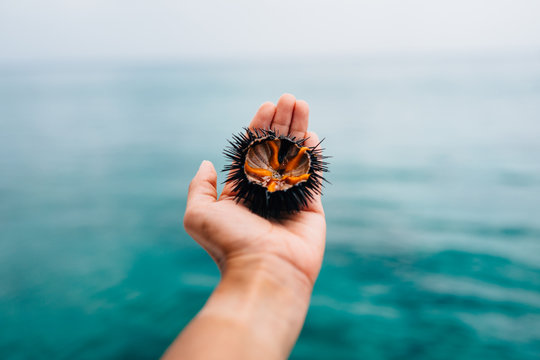 Holding sea urchin
