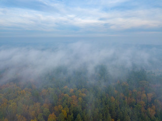 Beautiful Misty forest drone landscape