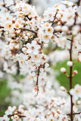 Beautiful background with blooming tree. Spring flowers on the tree. Enjoying nature and springtime
