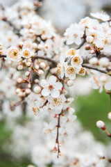 Obraz premium Spring trees with blossom flowers. Beautiful background. Blooming tree at sunny spring day. Spring flowers. Abstract blurred background. Springtime