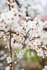 Spring trees with blossom flowers. Beautiful background. Blooming tree at sunny spring day. Spring flowers. Abstract blurred background. Springtime