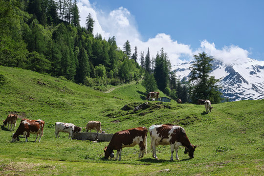 Cattle with bells grazing on a hillside. Trient, Switzerland.