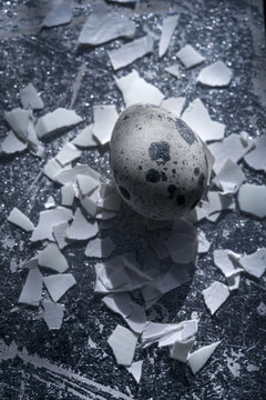 Queil egg