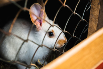 Obraz premium Little white rabbit in a cage