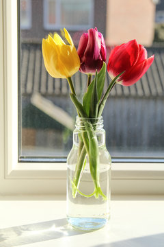 a vase with three tulips at the window sill in front of a window in springtime in Holland