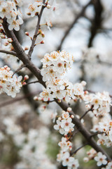 Spring trees with blossom flowers. Beautiful background. Blooming tree at sunny spring day. Spring flowers. Abstract blurred background. Springtime