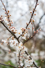 Spring trees with blossom flowers. Beautiful background. Blooming tree at sunny spring day. Spring flowers. Abstract blurred background. Springtime