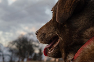 Happy dog