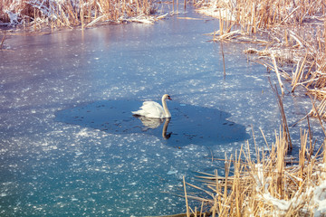 Swan swimming in the frozen lake in winter